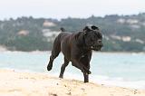 CANE CORSO 589